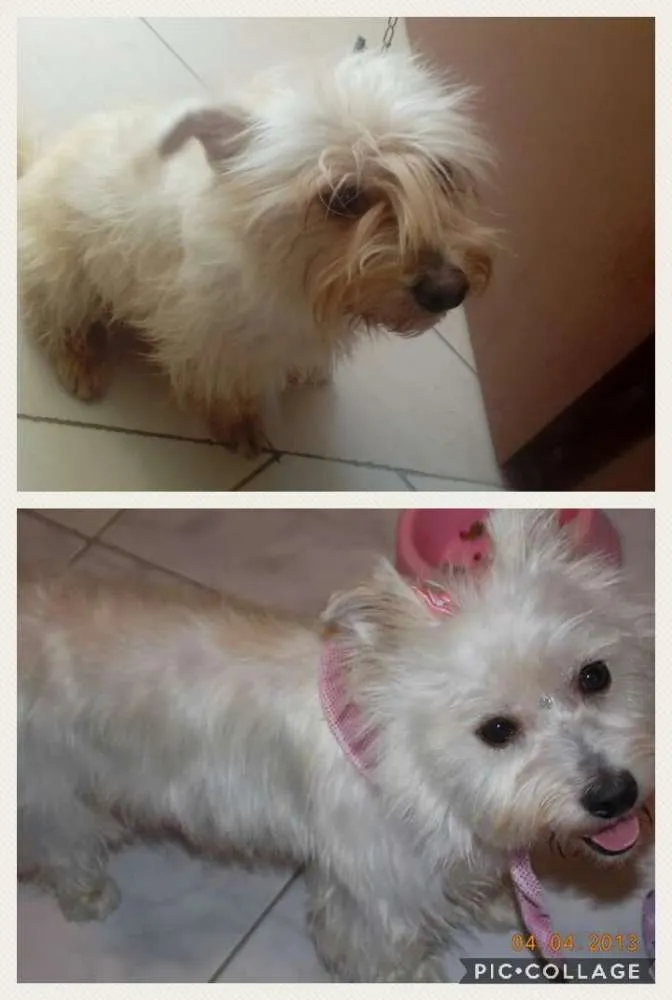 Cachorro raça Uma mistura de raças idade 5 anos nome Samy