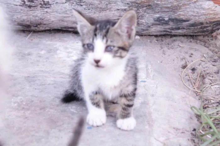 Gato raça SRD idade 2 a 6 meses nome um, dois, três e 4