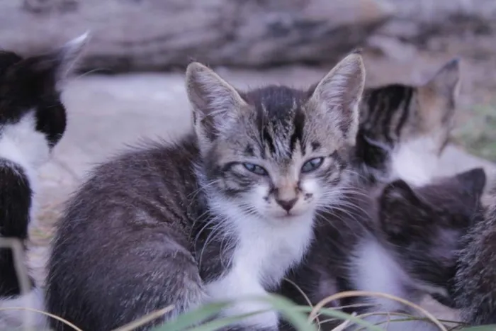 Gato raça SRD idade 2 a 6 meses nome um, dois, três e 4