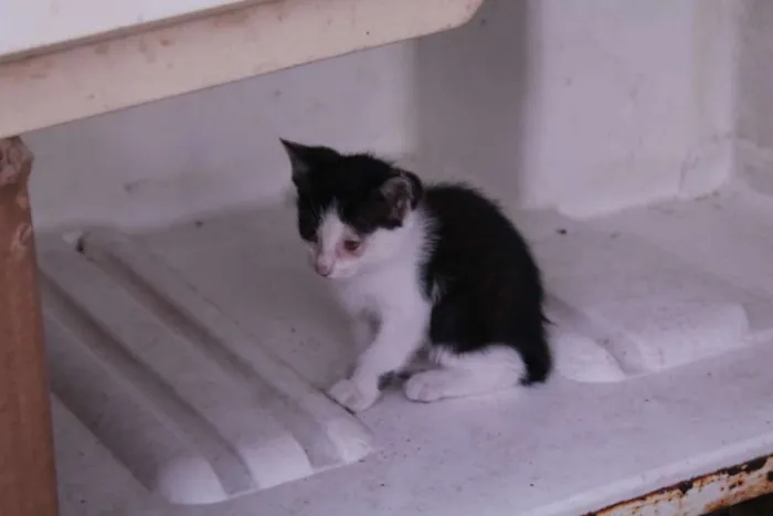 Gato raça SRD idade 2 a 6 meses nome um, dois, três e 4