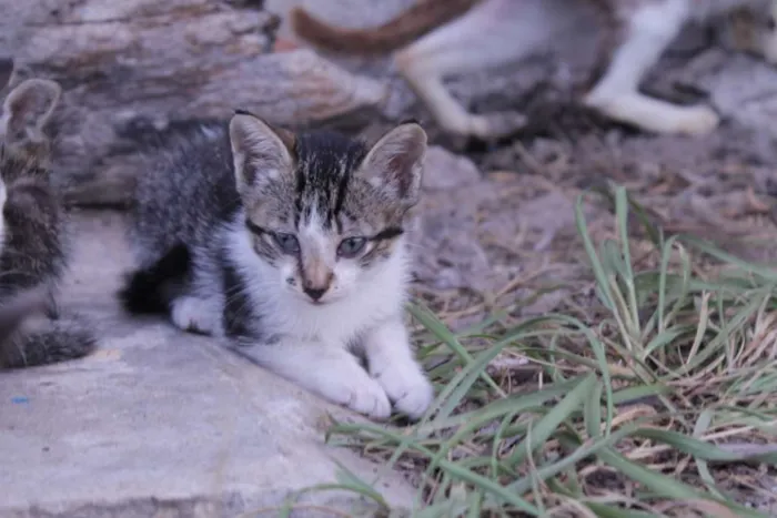 Gato raça SRD idade 2 a 6 meses nome um, dois, três e 4