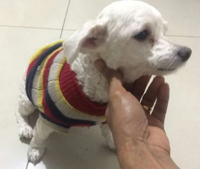 Cachorro ra a Pinscher e Poodle idade  nome Samara e Estrela 