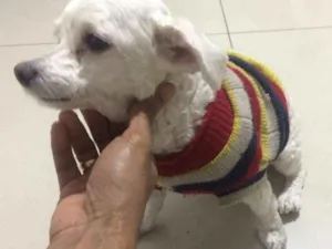 Cachorro raça Pinscher e Poodle idade  nome Samara e Estrela 