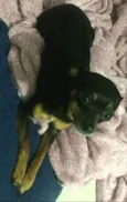 Samara e Estrela 
