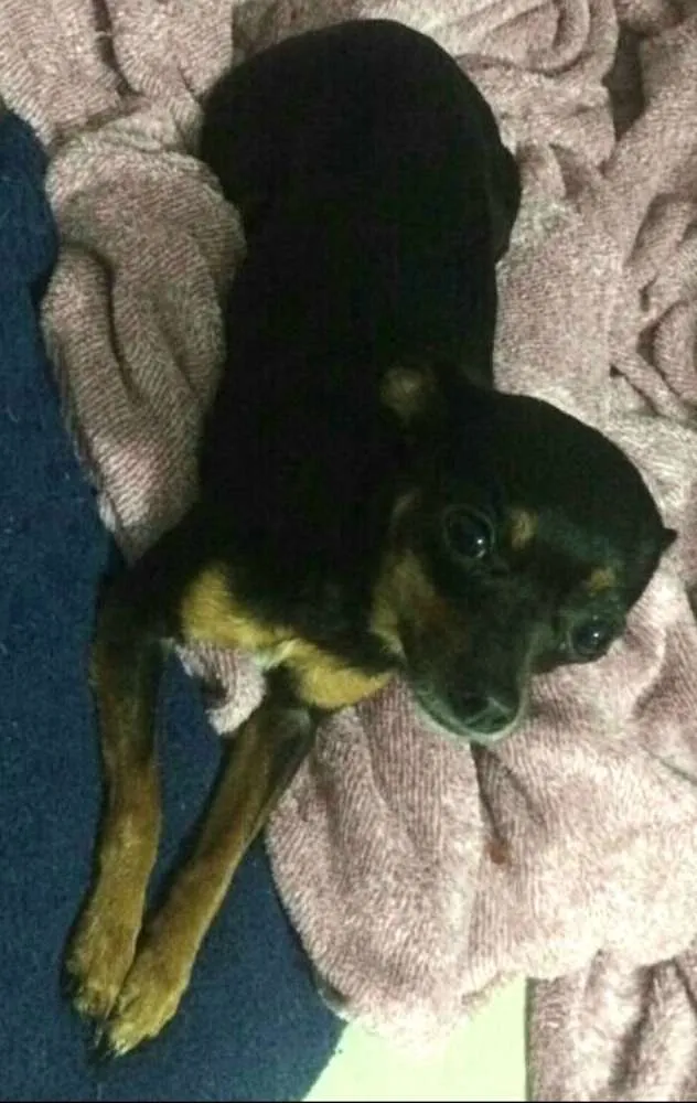 Cachorro ra a Pinscher e Poodle idade  nome Samara e Estrela 