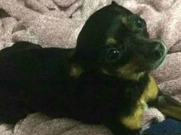 Cachorro ra a Pinscher e Poodle idade  nome Samara e Estrela 
