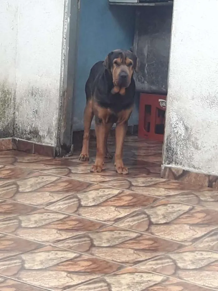 Cachorro ra a Shar Pei idade 3 anos nome Fusquinha