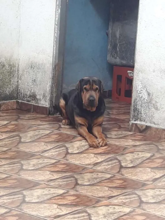 Cachorro ra a Shar Pei idade 3 anos nome Fusquinha