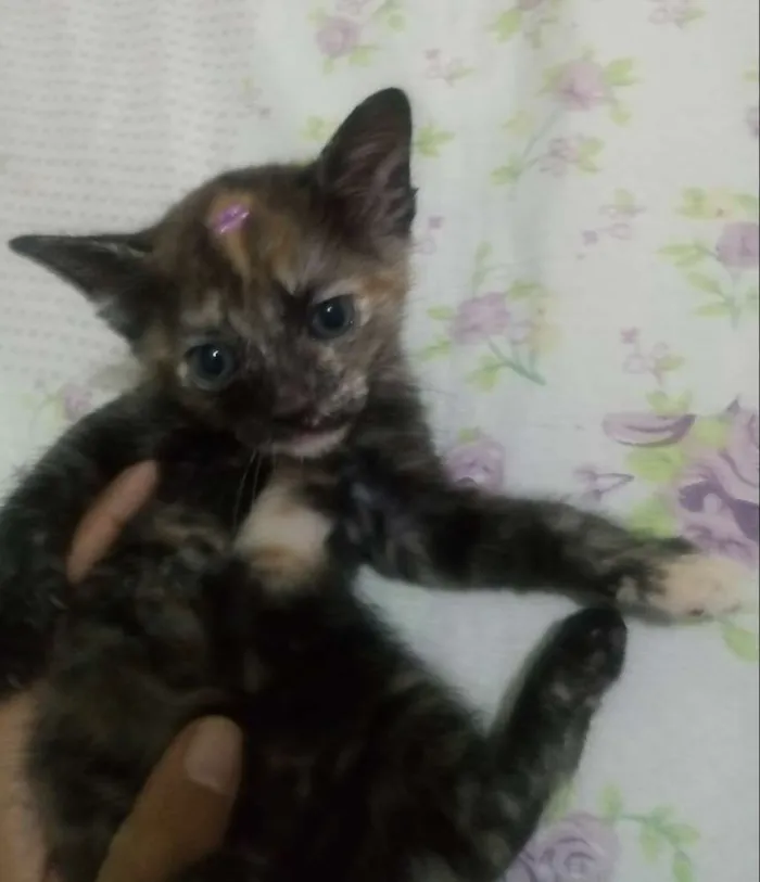 Gato ra a Sem raça definida idade 2 a 6 meses nome Franky