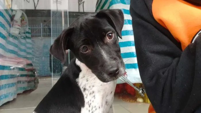 Ainda não atribuído 