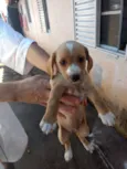Doguinho