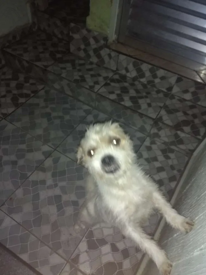 Cachorro ra a Shitzu com poodle idade 3 anos nome Bolt