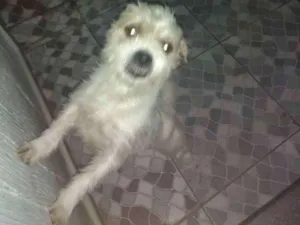 Cachorro raça Shitzu com poodle idade 3 anos nome Bolt