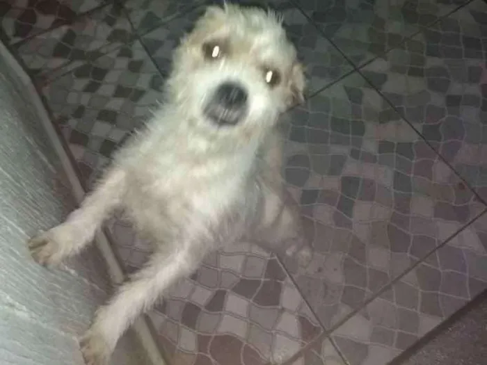 Cachorro ra a Shitzu com poodle idade 3 anos nome Bolt
