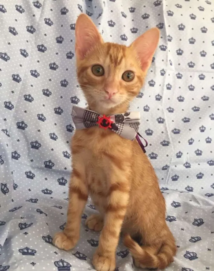 Gato ra a SRD  idade 2 a 6 meses nome Calvin