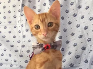 Gato raça SRD  idade 2 a 6 meses nome Calvin