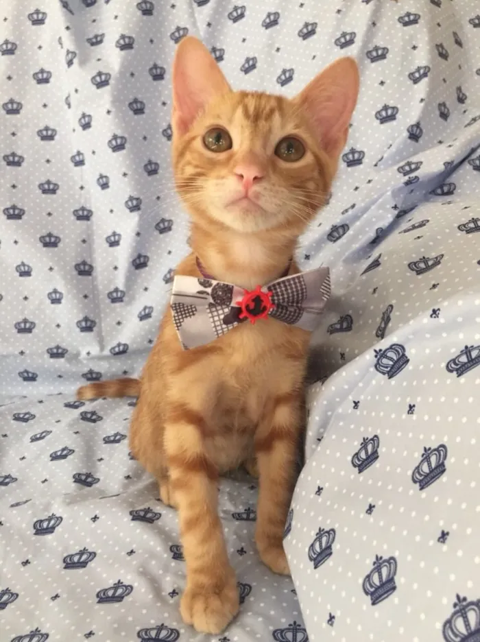 Gato ra a SRD  idade 2 a 6 meses nome Calvin