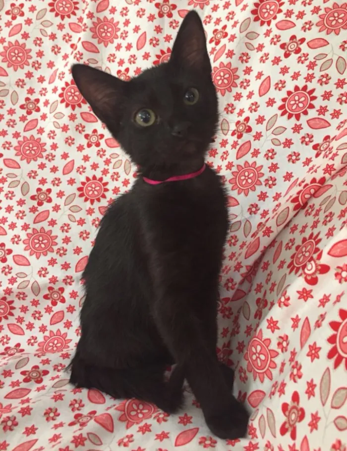 Gato ra a SRD  idade 2 a 6 meses nome Charlotte 
