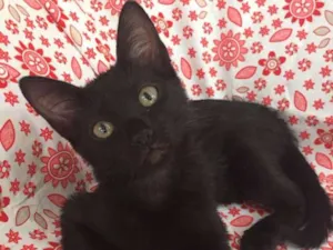 Gato raça SRD  idade 2 a 6 meses nome Charlotte 