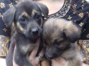 Cachorro raça  idade Abaixo de 2 meses nome Sem nome