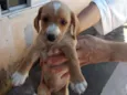 Doguinho