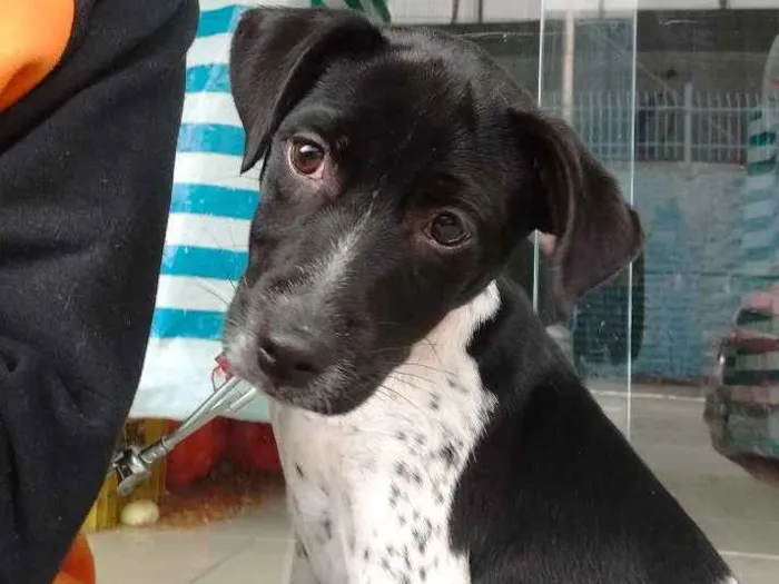 Cachorro raça Vira lata idade 2 a 6 meses nome Ainda não atribuído 