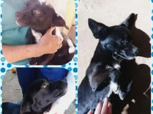 Cachorro raça SRD idade 2 anos nome Mike