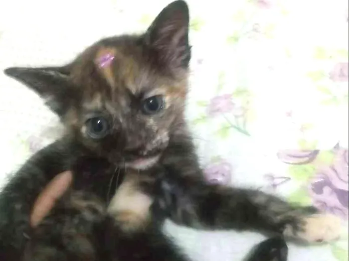 Gato ra a Sem raça definida idade 2 a 6 meses nome Franky