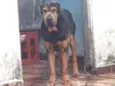 Fusquinha