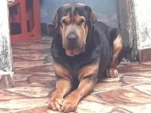 Cachorro raça Shar Pei idade 3 anos nome Fusquinha