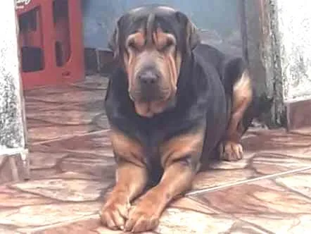 Cachorro ra a Shar Pei idade 3 anos nome Fusquinha