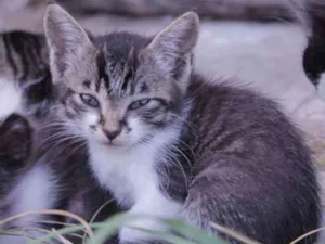 Gato raça SRD idade 2 a 6 meses nome um, dois, três e 4