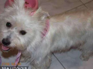 Cachorro raça Uma mistura de raças idade 5 anos nome Samy
