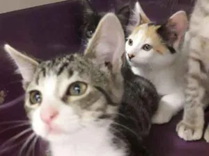 Gato raça  idade 2 a 6 meses nome polar sofia sarita