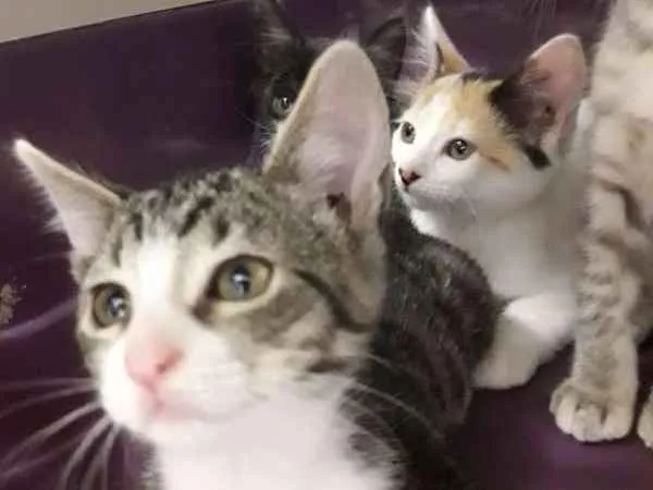 Gato ra a  idade 2 a 6 meses nome polar sofia sarita