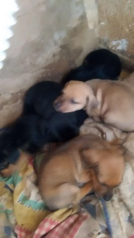 Cachorro ra a Mistura de base da mãe com shi idade 2 a 6 meses nome São bebes