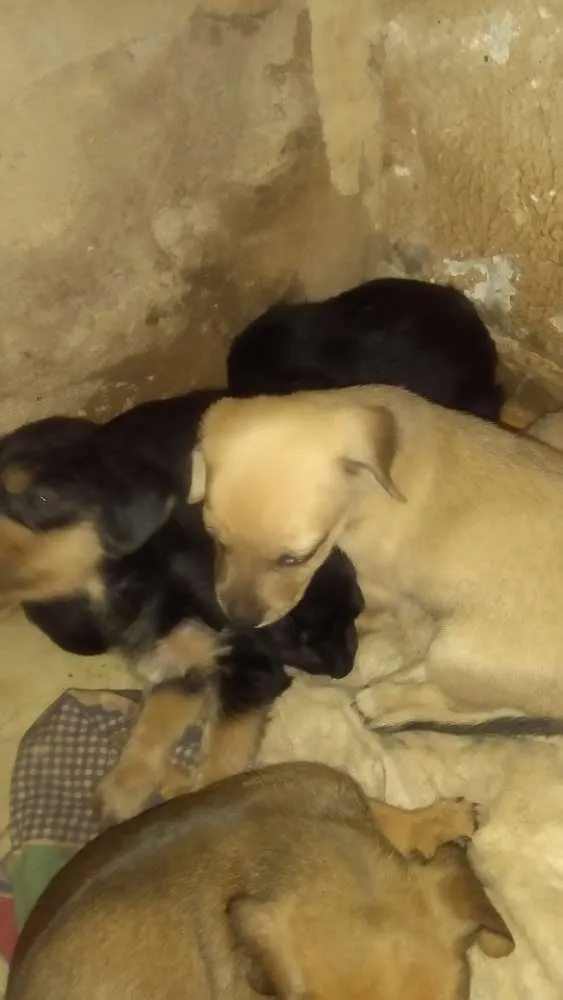 Cachorro ra a Mistura de base da mãe com shi idade 2 a 6 meses nome São bebes