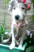 Neném