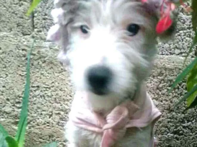 Cachorro ra a  idade Abaixo de 2 meses nome Neném 