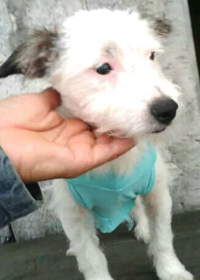 Cachorro ra a  idade Abaixo de 2 meses nome Neném 