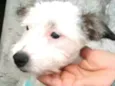 Neném