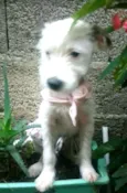 Neném