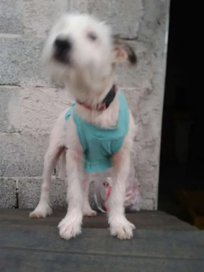 Cachorro ra a  idade Abaixo de 2 meses nome Neném 