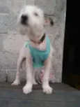 Neném