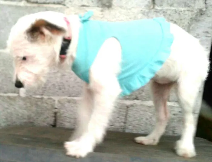 Cachorro ra a  idade Abaixo de 2 meses nome Neném 