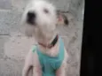 Neném