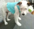 Neném