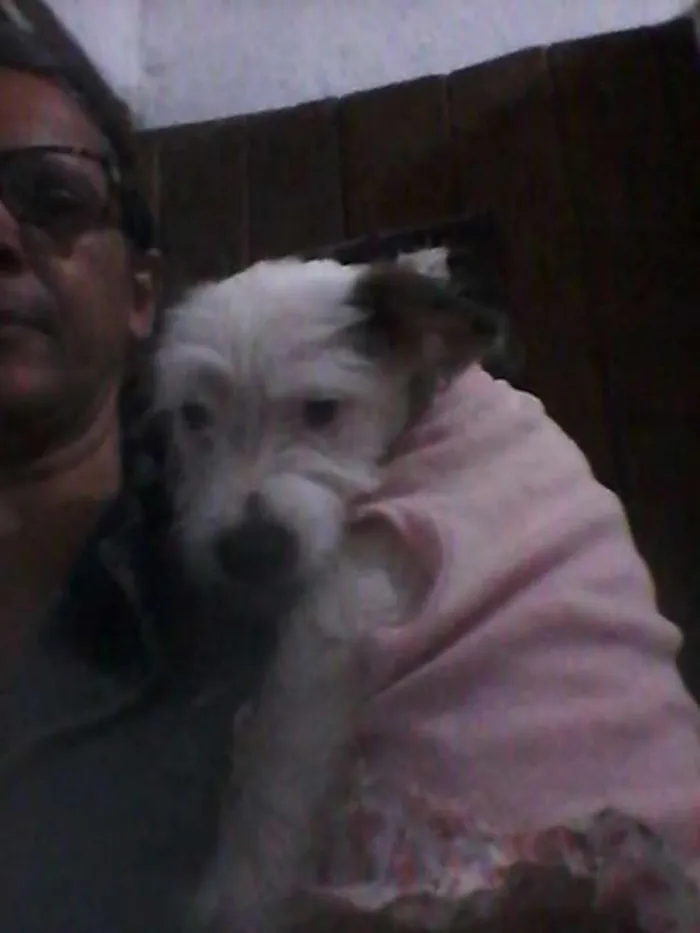 Cachorro ra a  idade Abaixo de 2 meses nome Neném 