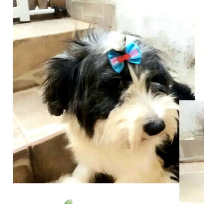 Cachorro ra a  idade 2 anos nome Charlotte 