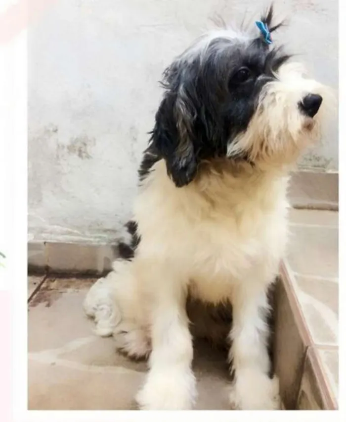 Cachorro ra a  idade 2 anos nome Charlotte 